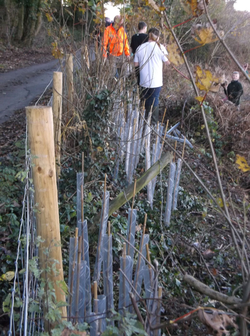 Planting a New Hedgeline Photo 1