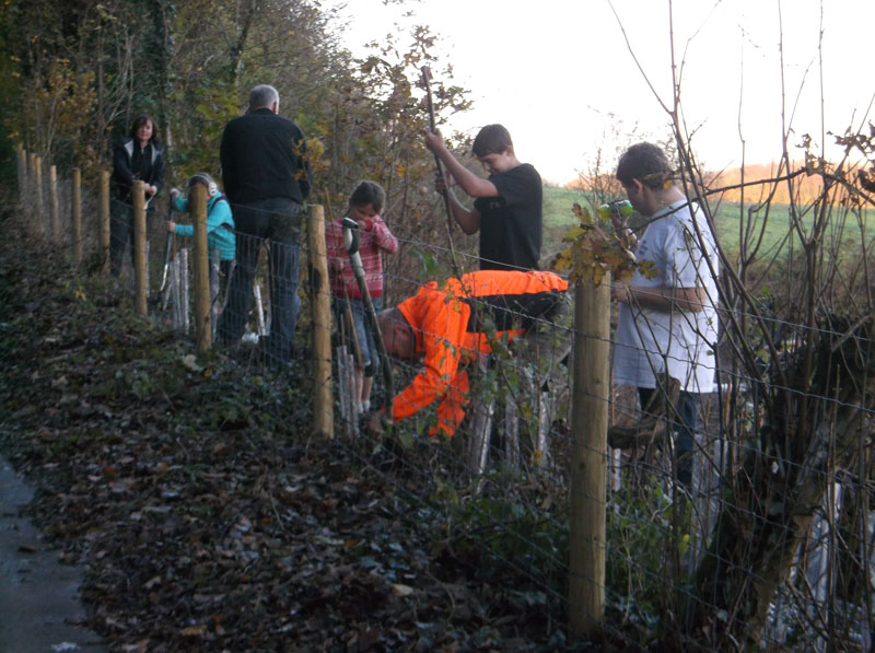 Planting a New Hedgeline Photo 2