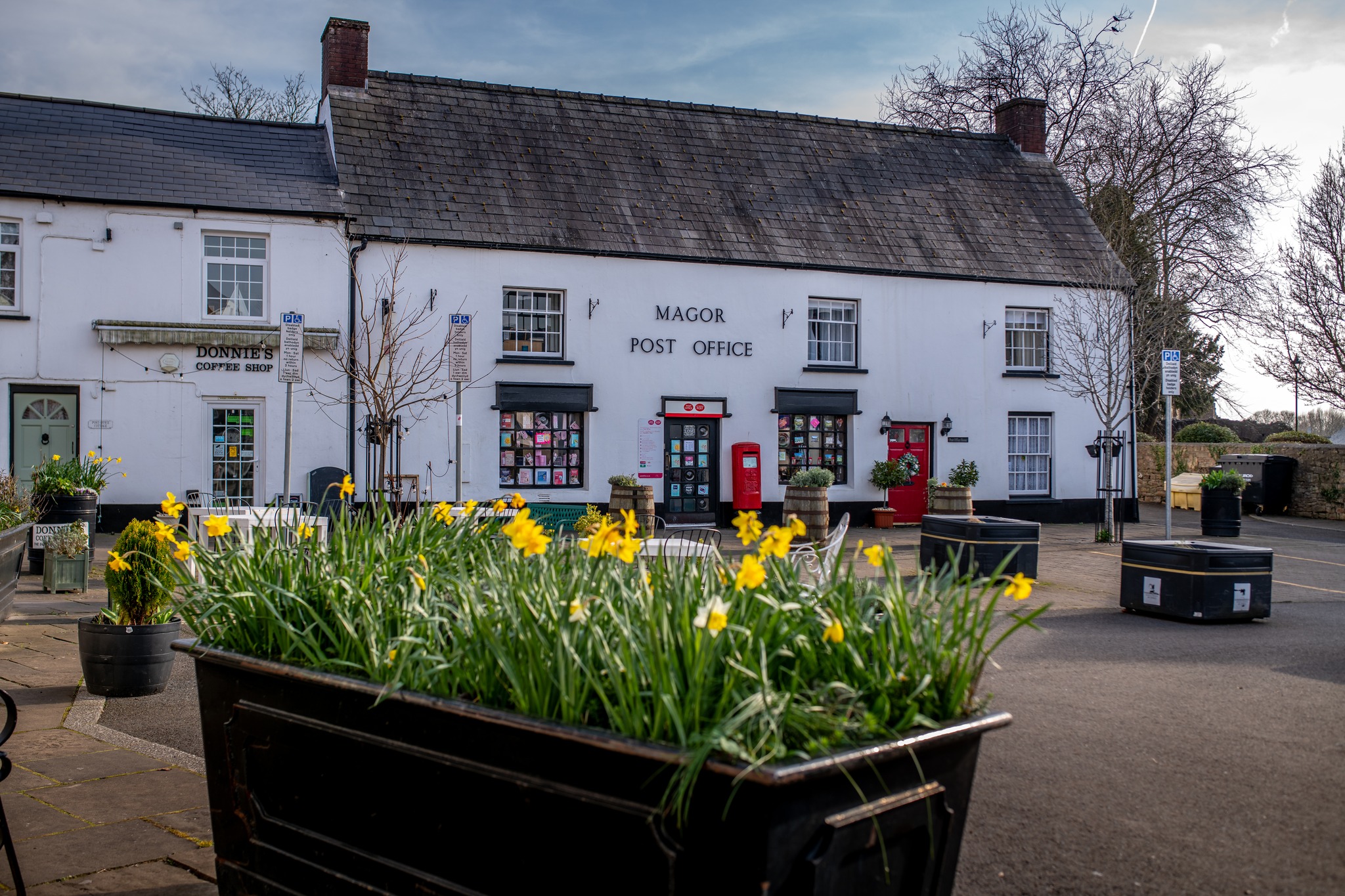 -spring_daffs__and__post_office